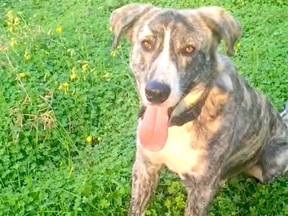 Adozione cane, maschio, Razza sconosciuta Razza sconosciuta, 10 mesi, taglia grande, Vibo