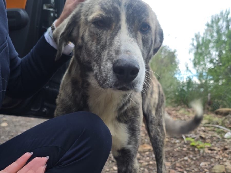 Adotta un cane, maschio, 10 mesi, Vibo