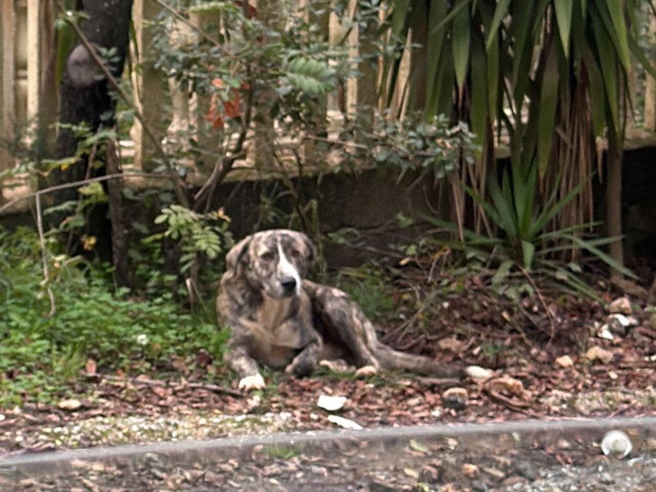 Adotta un cane, taglia grande, maschio, Vibo