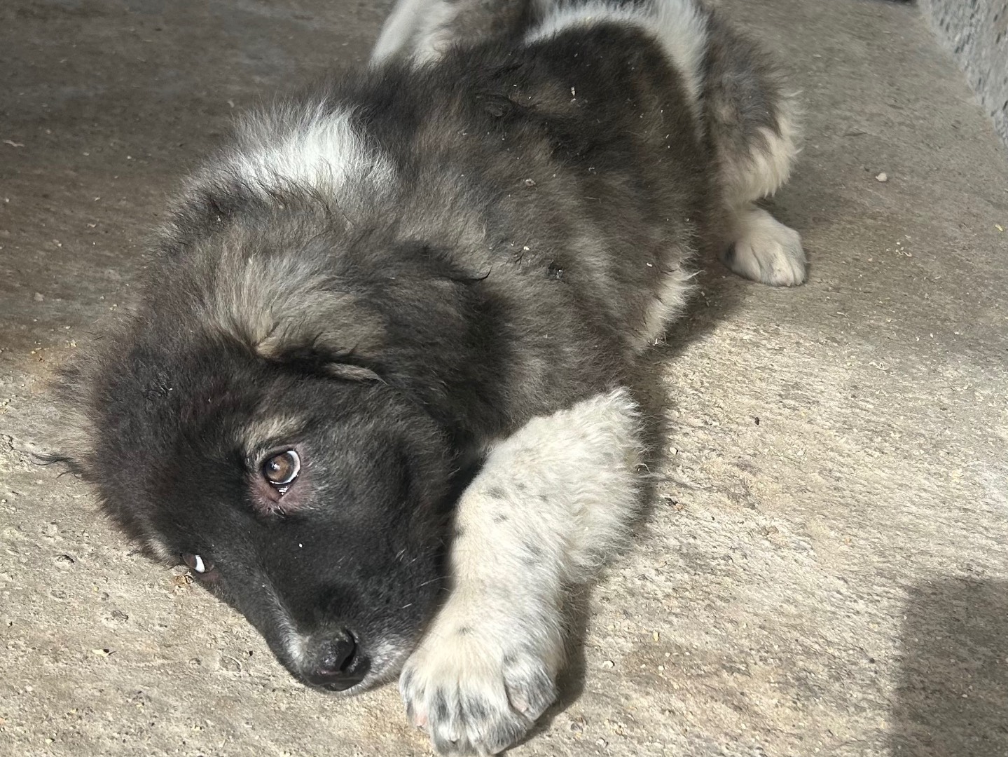 Adotta un cane, taglia grande, maschio, Siracusa