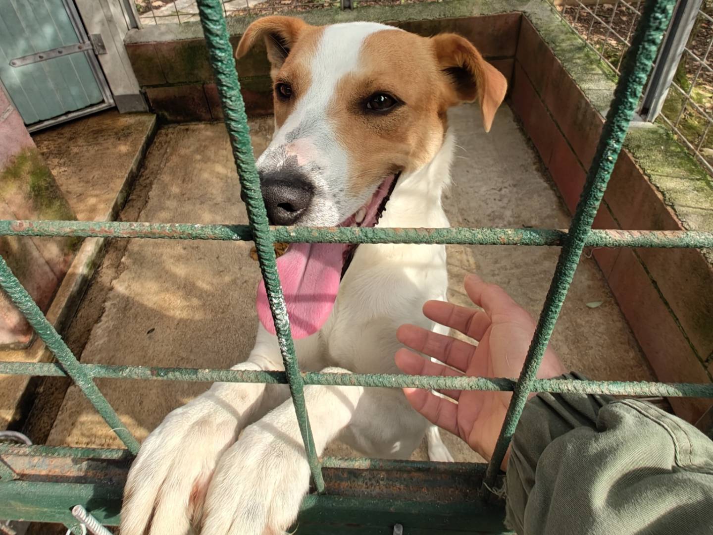 Adozione cane, maschio, Jack Russell Terrier Razza sconosciuta, 2 anni e 5 mesi, taglia media contenuta, Avellino