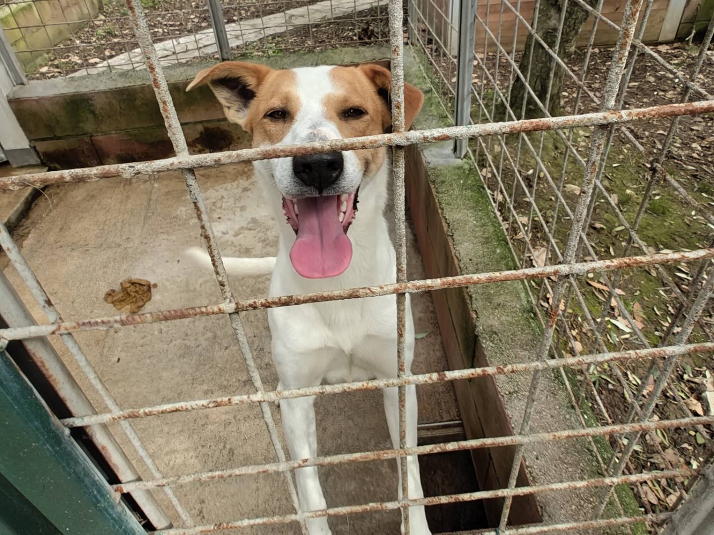 Adotta un cane, maschio, 2 anni e 5 mesi, Avellino