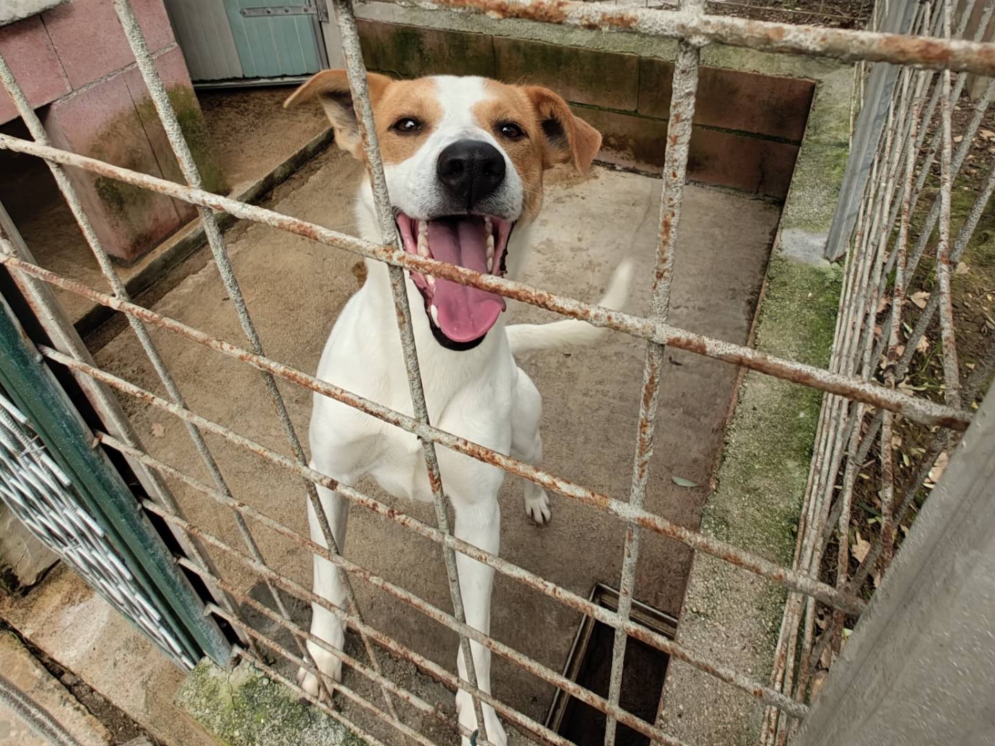 Adotta un cane, taglia media contenuta, maschio, Avellino