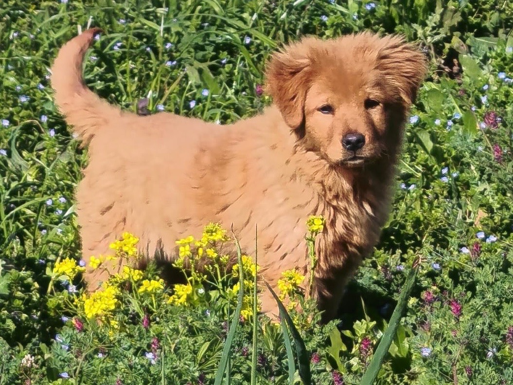 Adozione cane, femmina, Chow Chow Razza sconosciuta, 3 mesi, taglia media, Cosenza