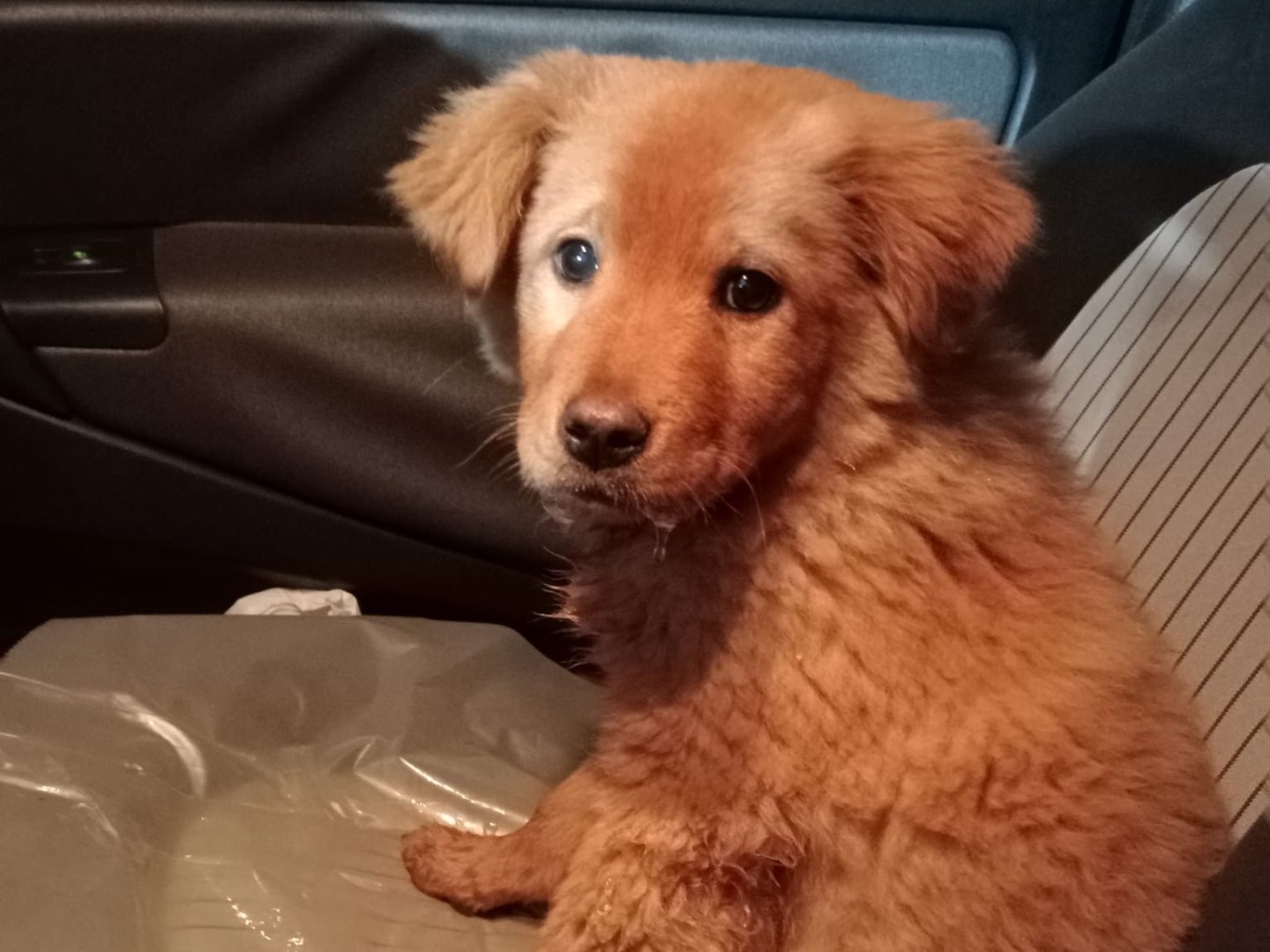 Adotta un cane, femmina, 3 mesi, Cosenza