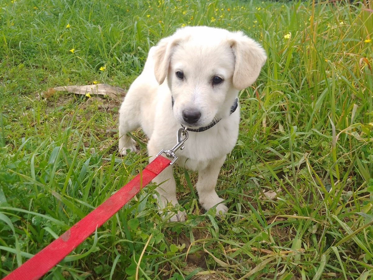 Adozione cane, maschio, Razza sconosciuta Razza sconosciuta, 2 mesi, taglia media, Cosenza