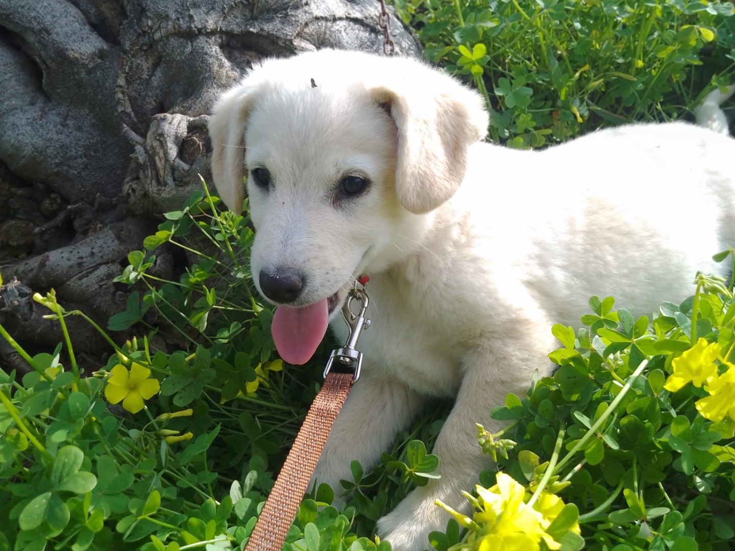 Adotta un cane, maschio, 2 mesi, Cosenza