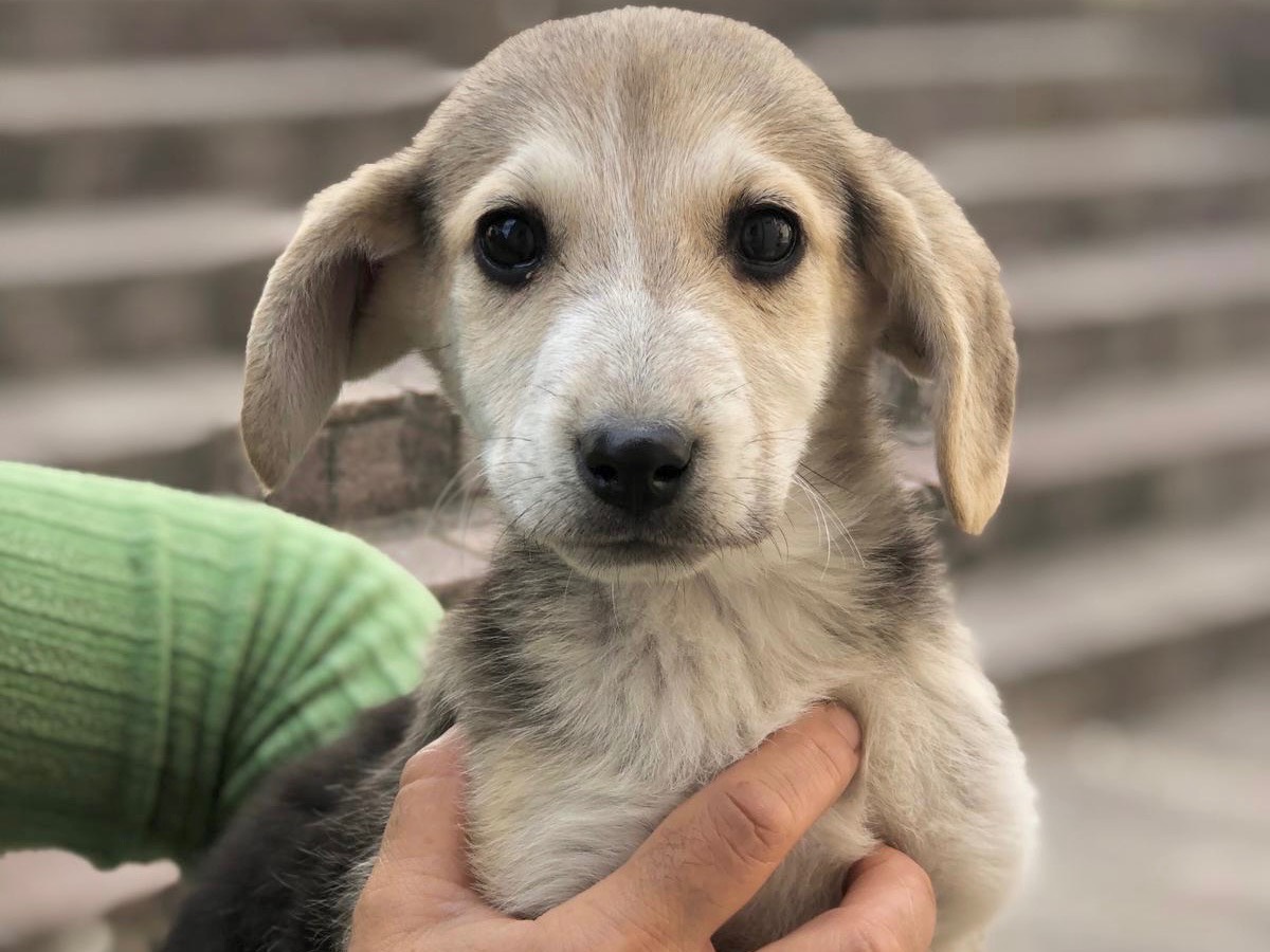 Adotta un cane, femmina, 2 mesi, Cosenza