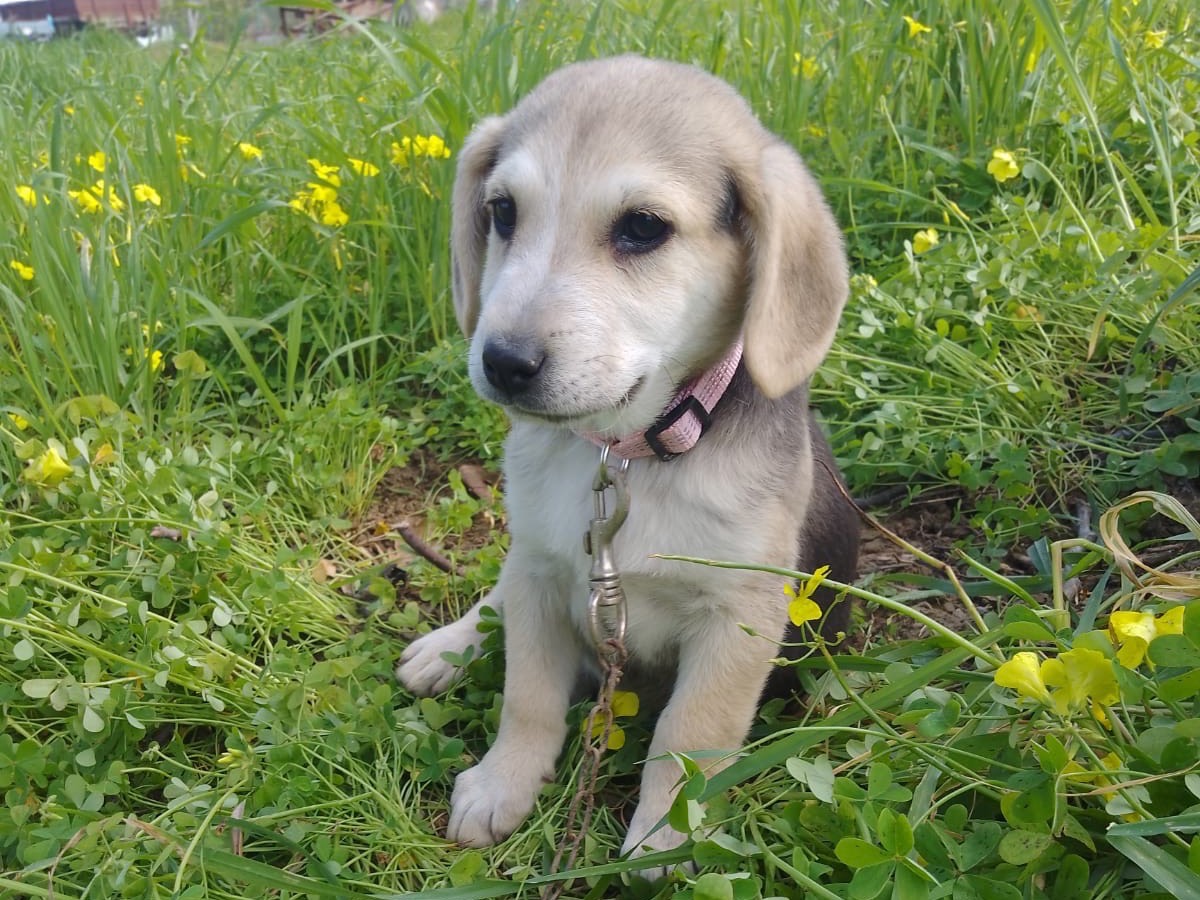 Adotta un cane, taglia media, femmina, Cosenza