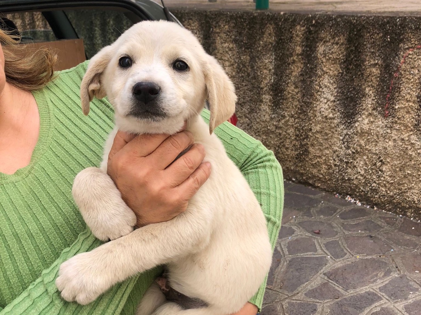 Adotta un cane, maschio, 2 mesi, Cosenza