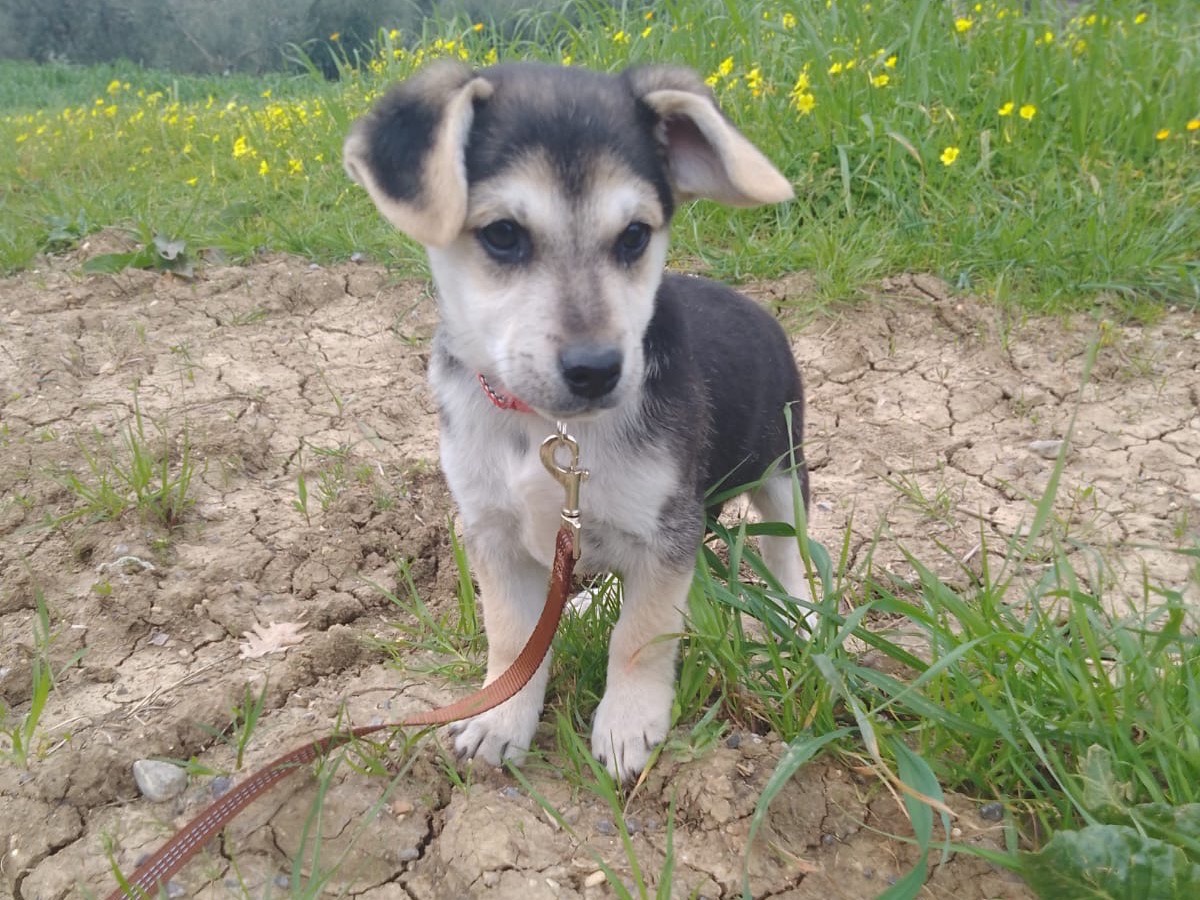 Adozione cane, maschio, Siberian Husky Razza sconosciuta, 2 mesi, taglia media, Cosenza