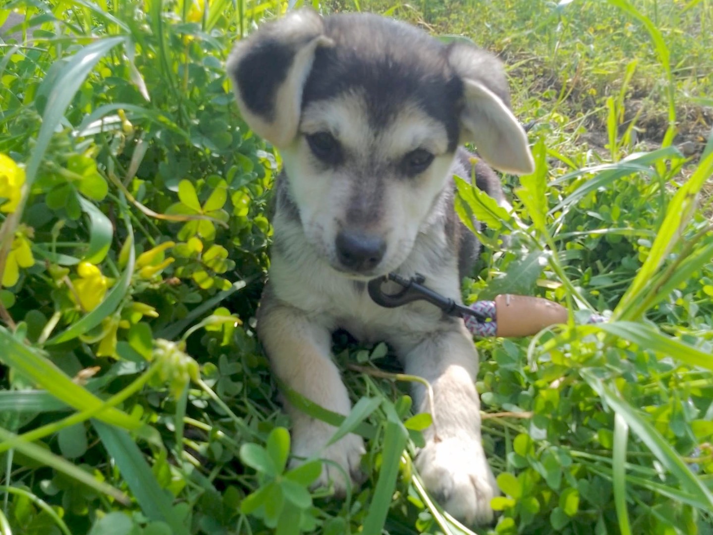 Adotta un cane, maschio, 2 mesi, Cosenza