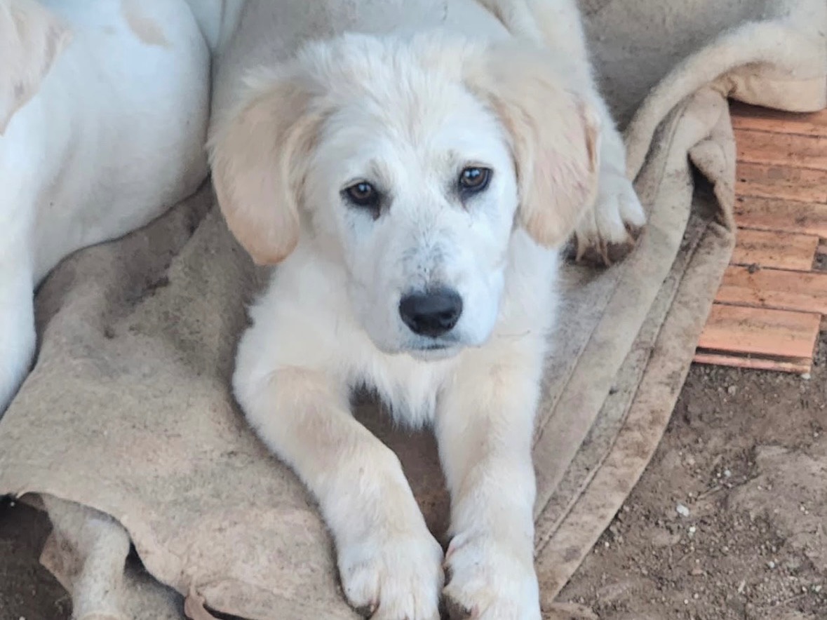 Adozione cane, maschio, Razza sconosciuta Razza sconosciuta, 4 mesi, taglia media, Cosenza