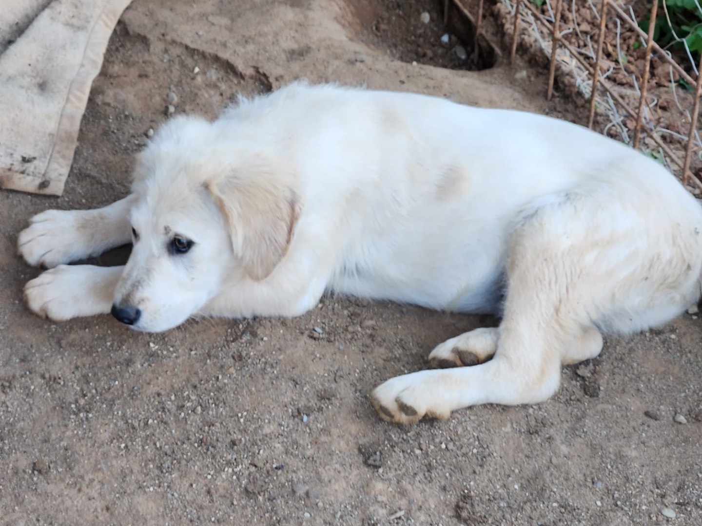 Adotta un cane, maschio, 4 mesi, Cosenza