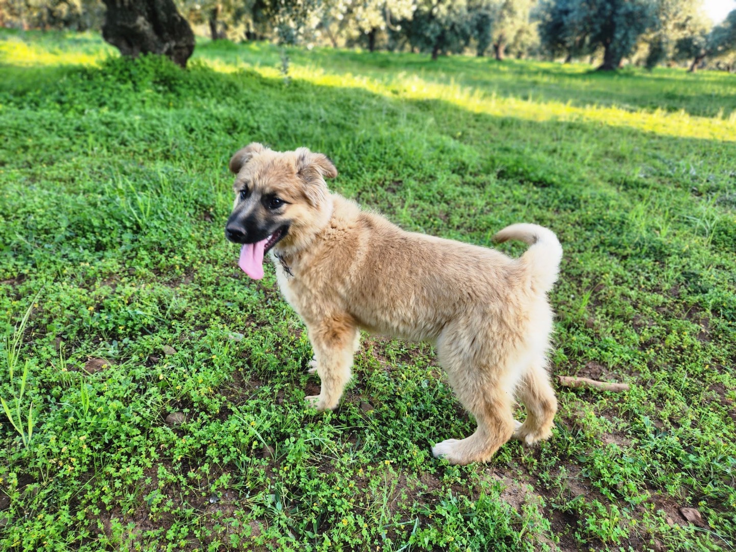 Adozione cane, femmina, Pastore tedesco Razza sconosciuta, 4 mesi, taglia media, Cosenza