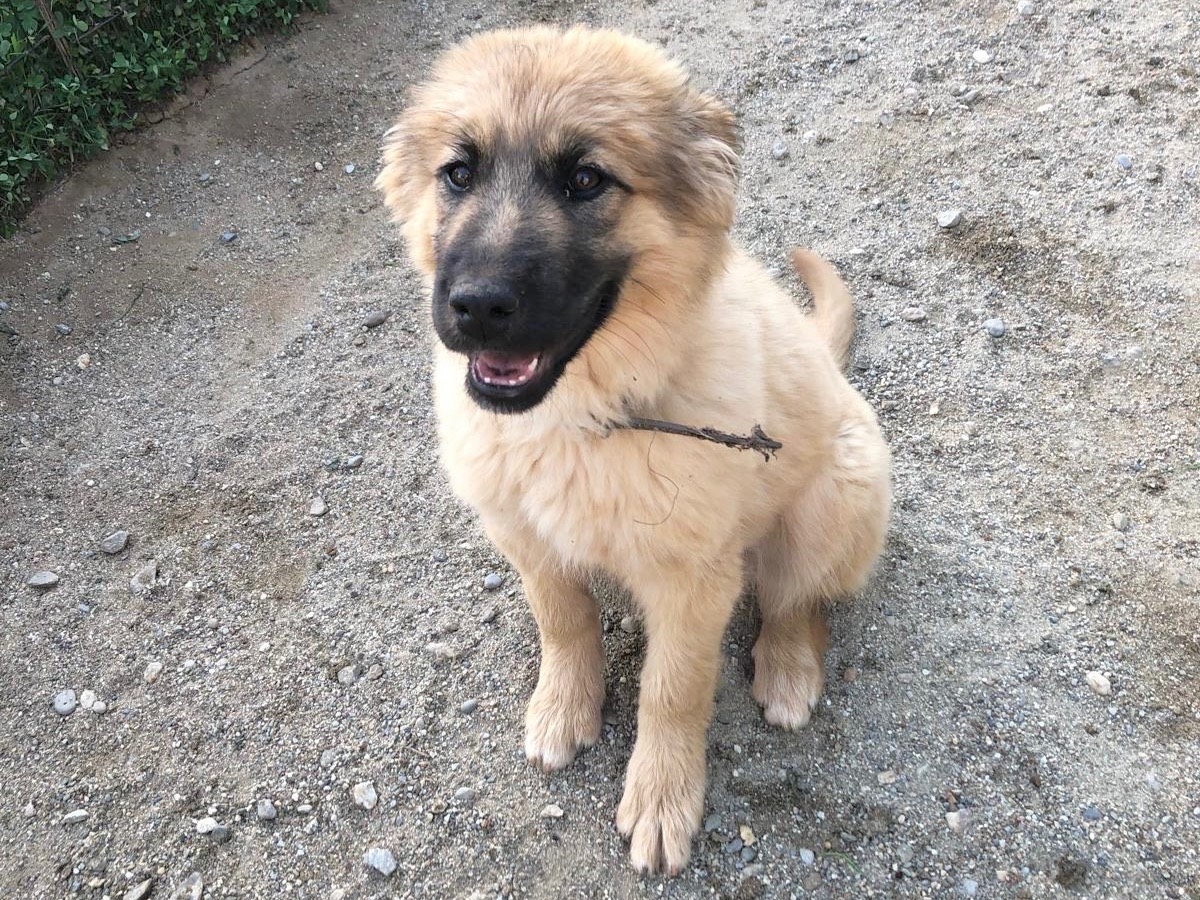 Adotta un cane, femmina, 4 mesi, Cosenza