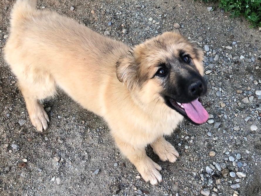 Adotta un cane, taglia media, femmina, Cosenza