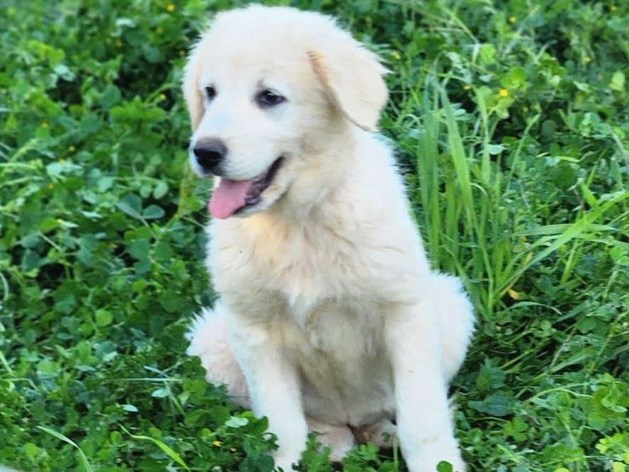 Adotta un cane, femmina, 3 mesi, Cosenza