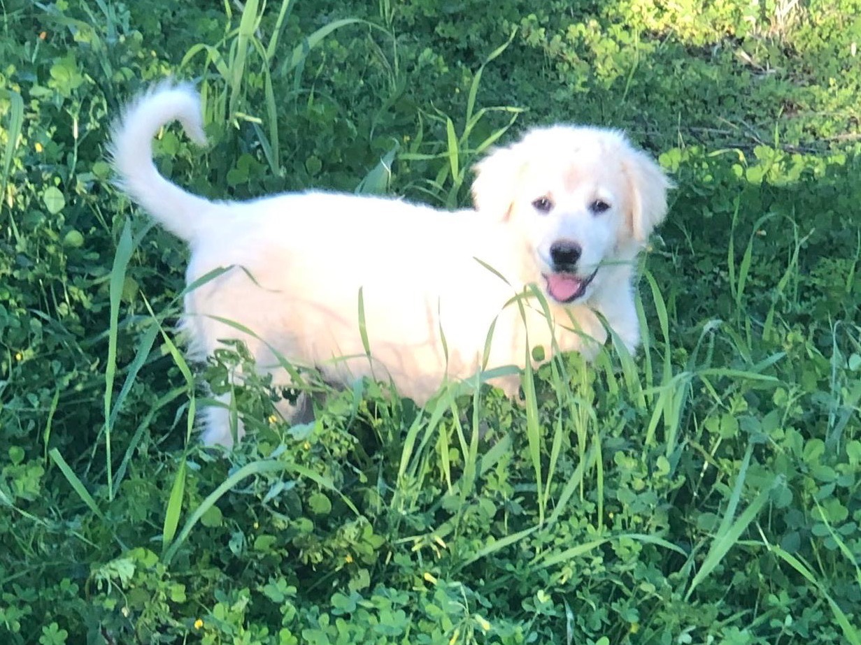 Adotta un cane, taglia grande, femmina, Cosenza