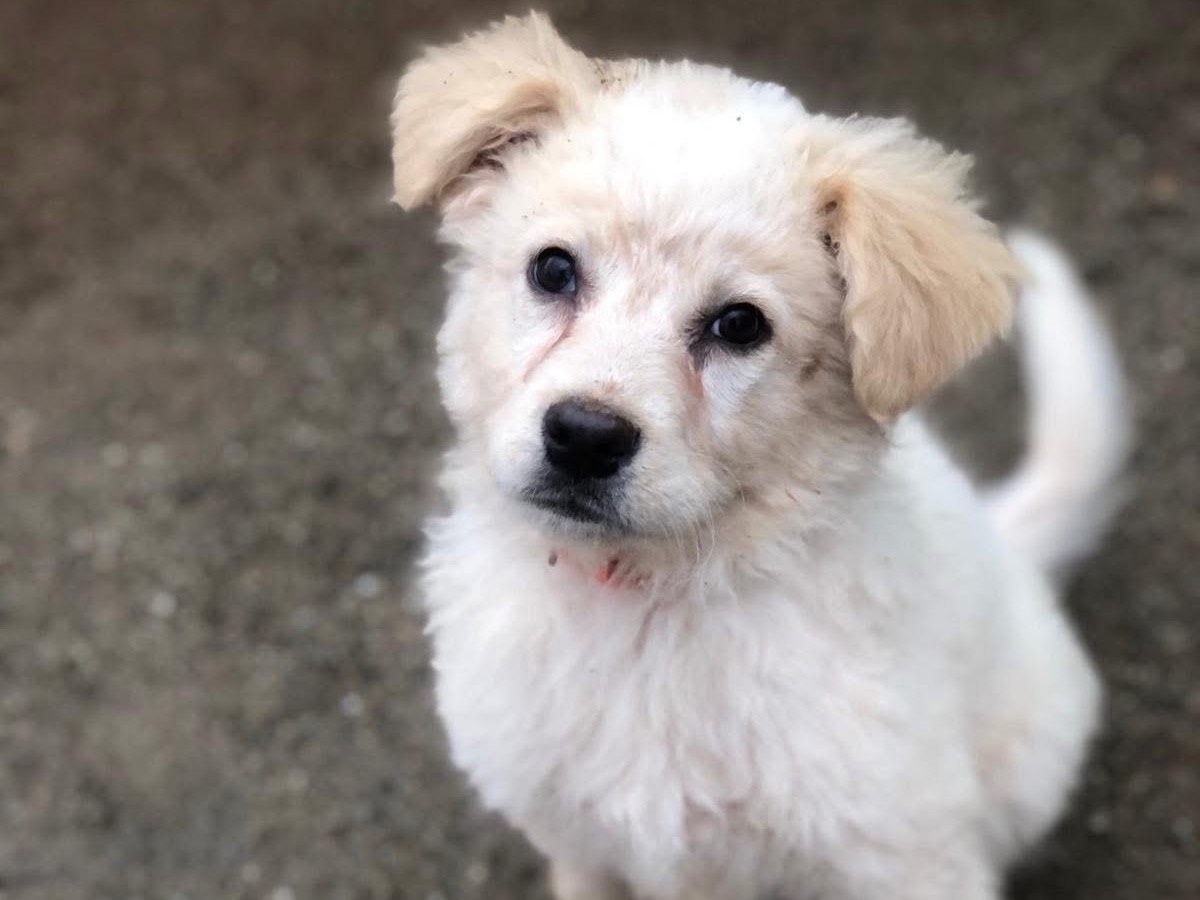 Adozione cane, femmina, Razza sconosciuta Razza sconosciuta, 3 mesi, taglia media, Cosenza