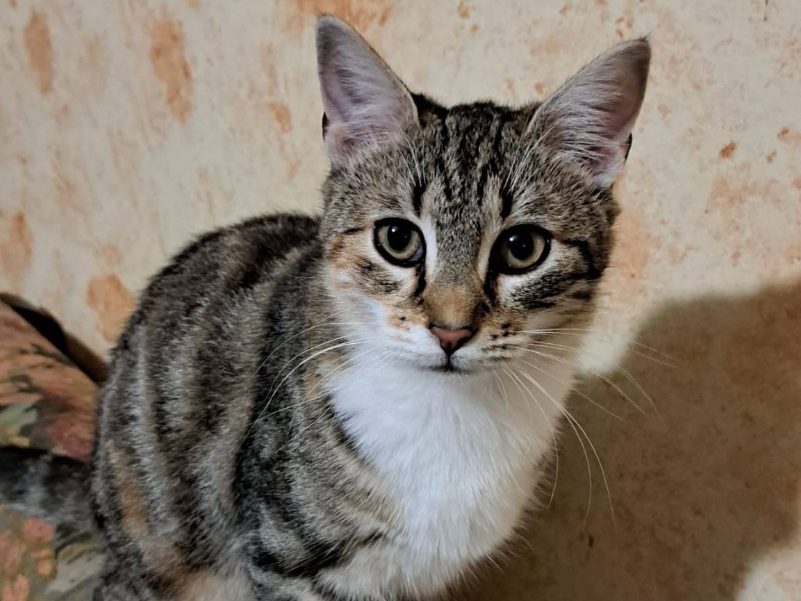 Adozione gatto, femmina, Razza sconosciuta Razza sconosciuta, 10 mesi, taglia non valida, Bologna