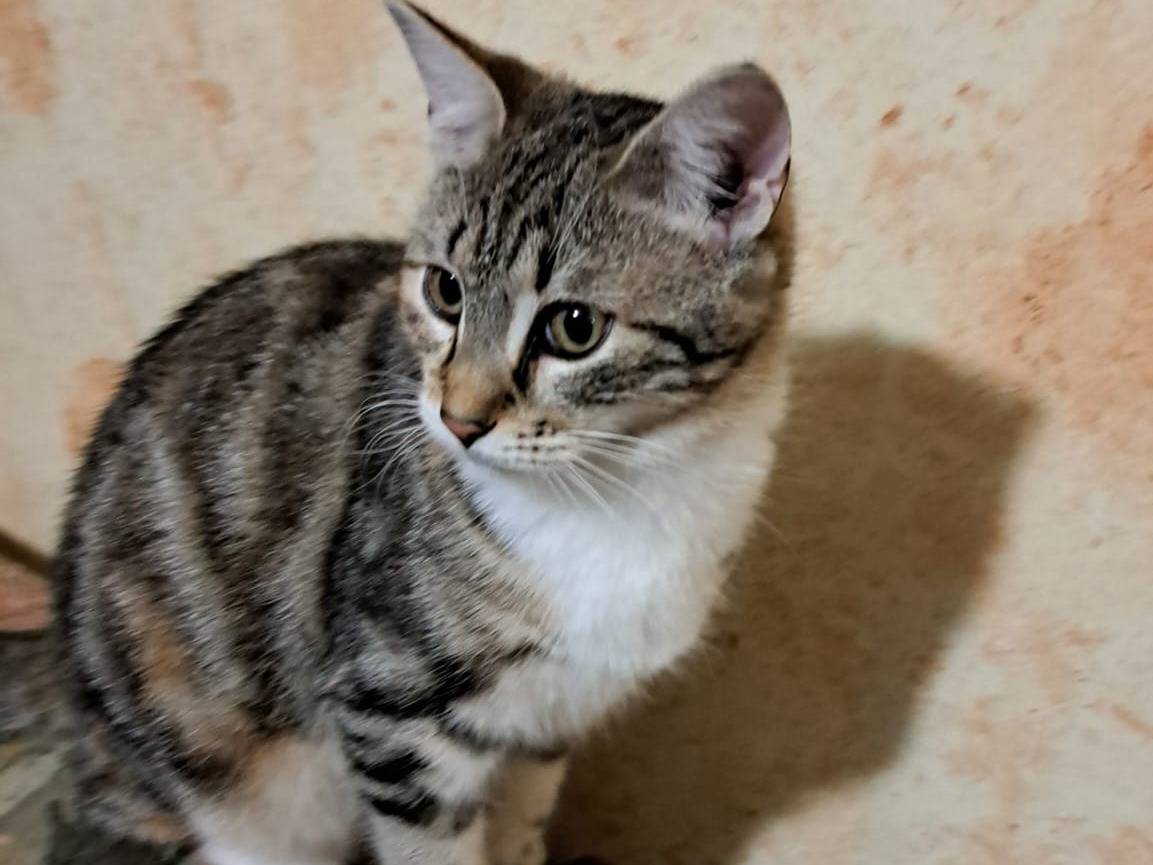 Adotta un gatto, femmina, 10 mesi, Bologna
