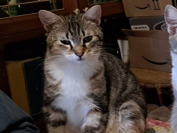 Adotta un gatto, taglia non valida, femmina, Bologna