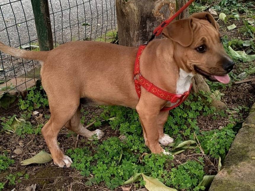 Adozione cane, maschio, Razza sconosciuta Razza sconosciuta, 4 mesi, taglia media, Varese