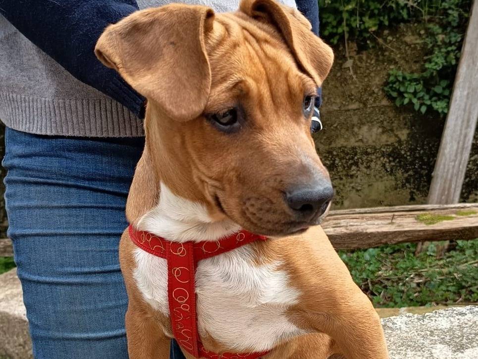 Adotta un cane, maschio, 4 mesi, Varese