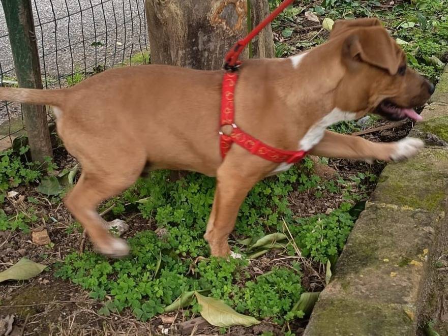 Adotta un cane, taglia media, maschio, Varese