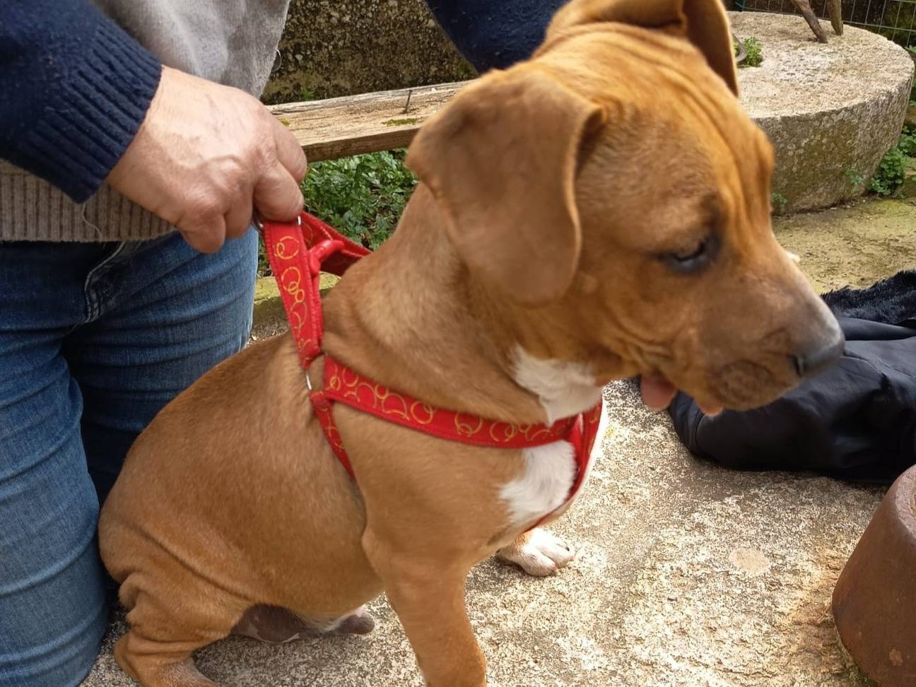 Vuoi adottare un cane a Varese?