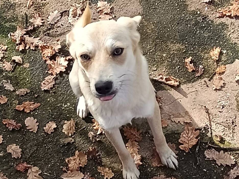 Adozione cane, femmina, Razza sconosciuta Razza sconosciuta, 2 anni, taglia piccola, Milano
