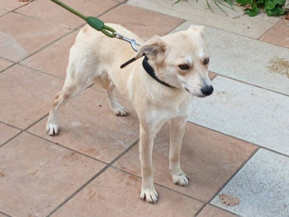 Adotta un cane, femmina, 2 anni, Milano