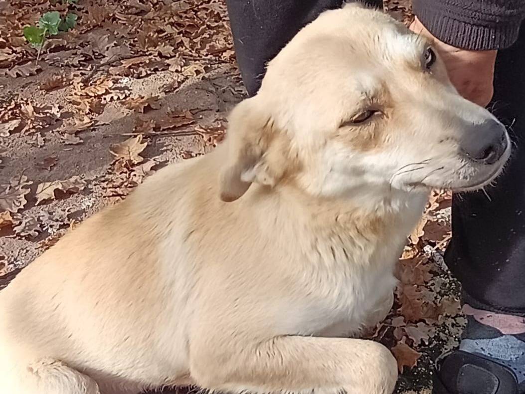 Adotta un cane, taglia piccola, femmina, Milano