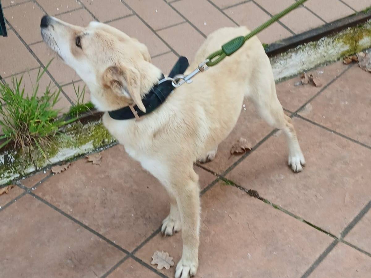 Vuoi adottare un cane a Milano?