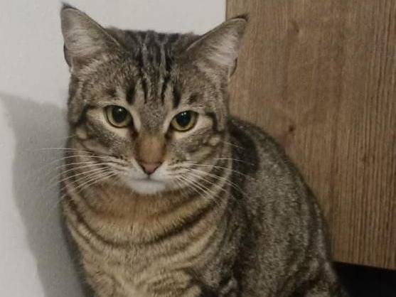 Adozione gatto, femmina, Razza sconosciuta Razza sconosciuta, 1 anno, taglia non valida, Verona