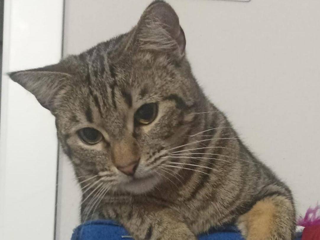 Adotta un gatto, femmina, 1 anno, Verona