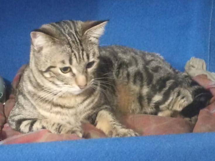 Adotta un gatto, taglia non valida, femmina, Verona
