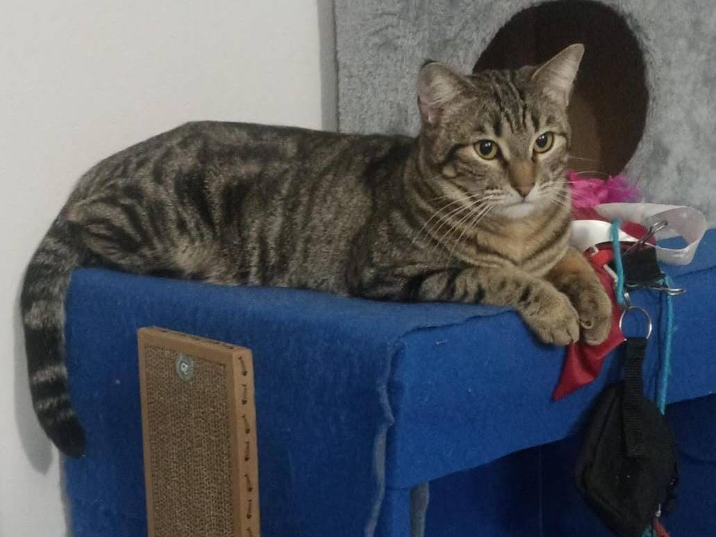 Vuoi adottare un gatto a Verona?