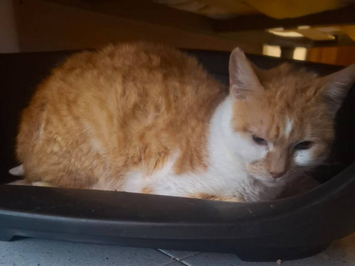 Adotta un gatto, femmina, 9 mesi, Verona