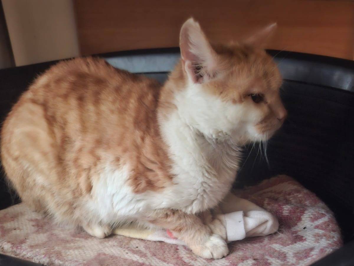 Vuoi adottare un gatto a Verona?