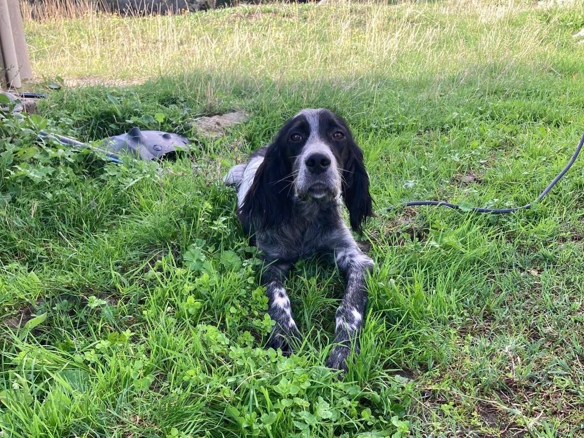 Adozione cane, maschio, Setter Inglese Razza sconosciuta, 7 mesi, taglia media, Reggio