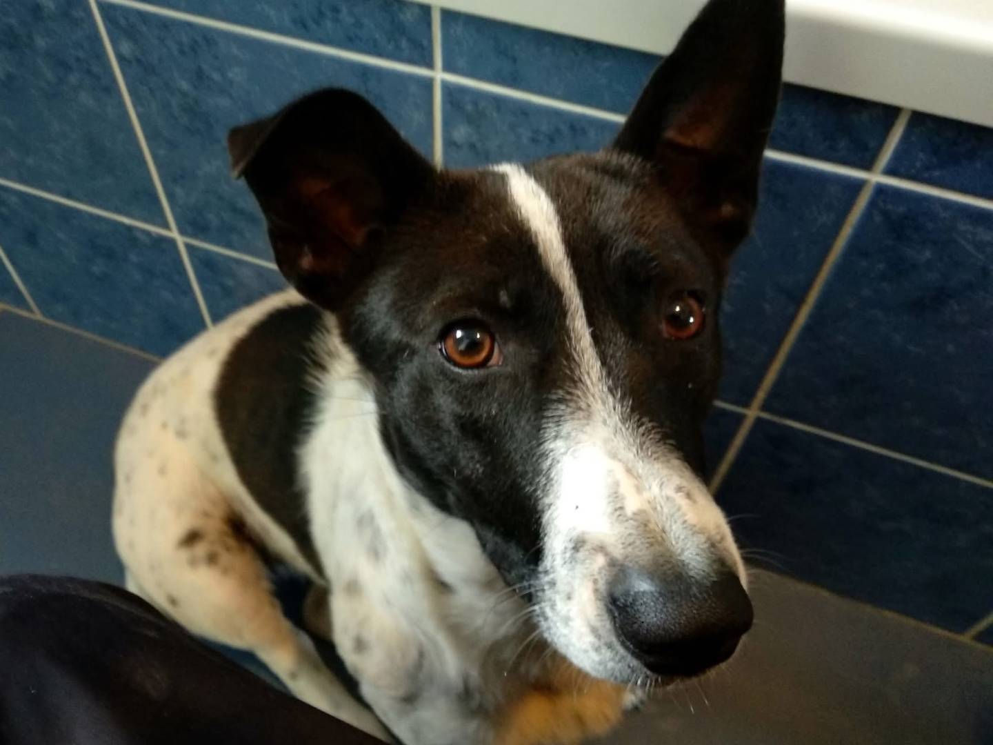 Adozione cane, femmina, Jack Russell Terrier Razza sconosciuta, 10 anni e 1 mese, taglia media contenuta, Vibo