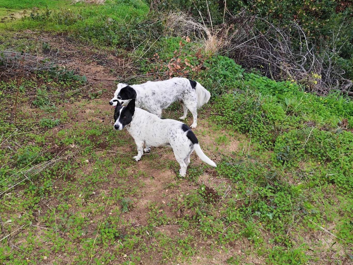 Adotta un cane, femmina, 10 anni e 1 mese, Vibo