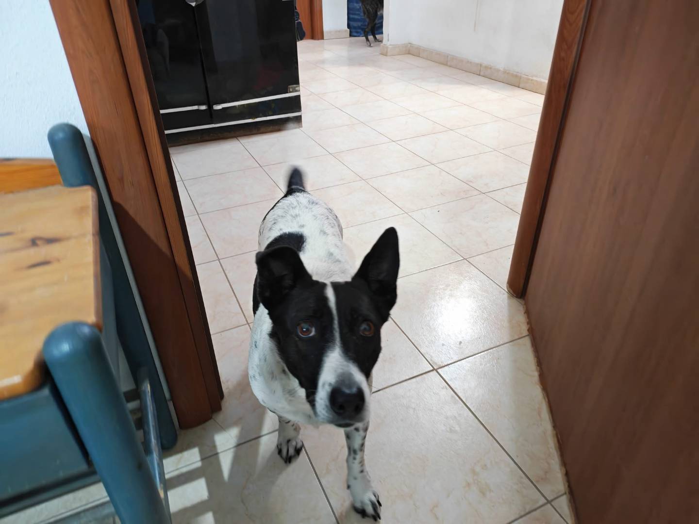 Adotta un cane, taglia media contenuta, femmina, Vibo