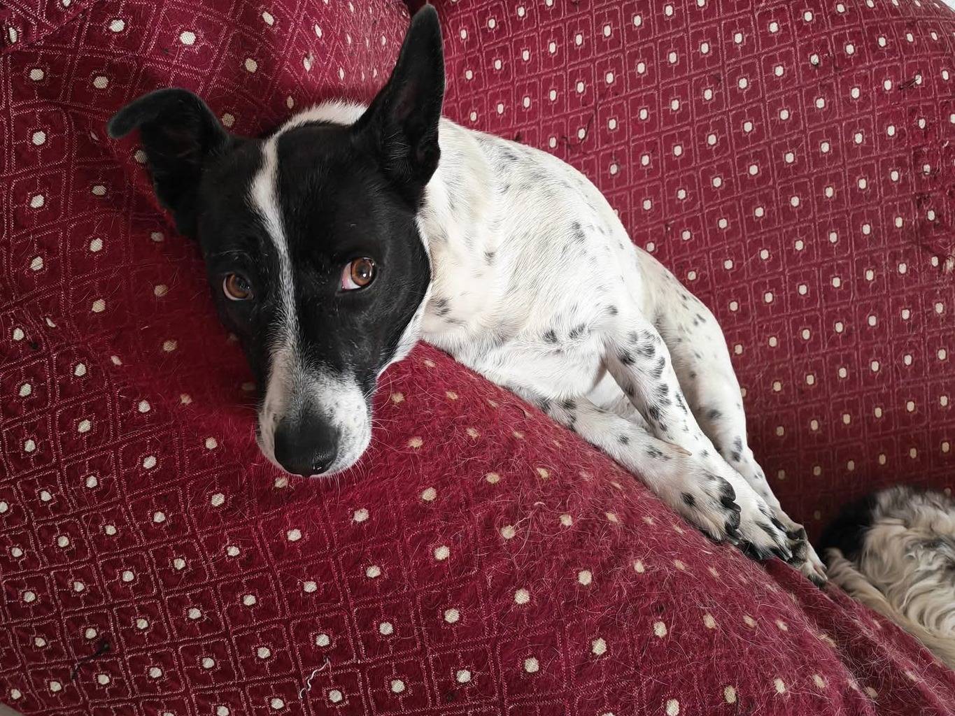 Vuoi adottare un cane a Vibo?