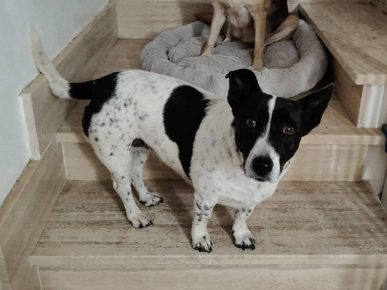 Adotta il cane JESSY a Vibo