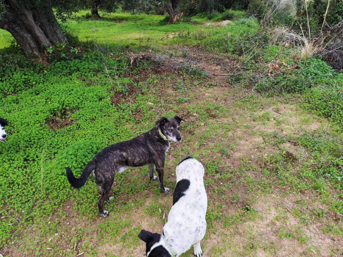 Adotta un cane, maschio, 8 anni e 4 mesi, Vibo