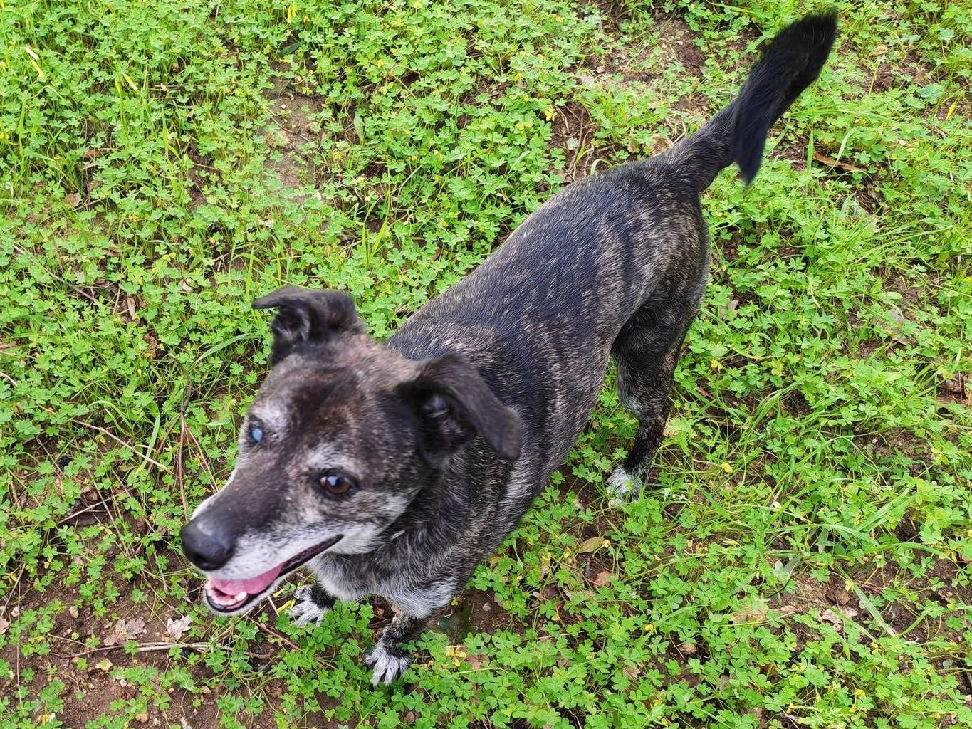 Adotta un cane, taglia media contenuta, maschio, Vibo