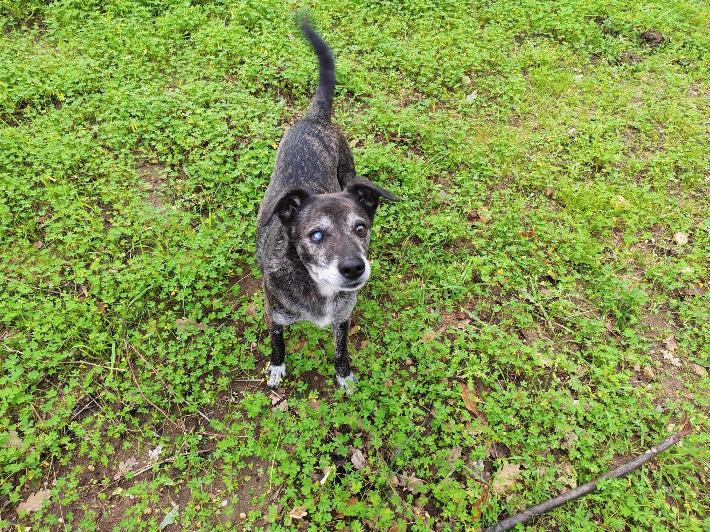 Vuoi adottare un cane a Vibo?